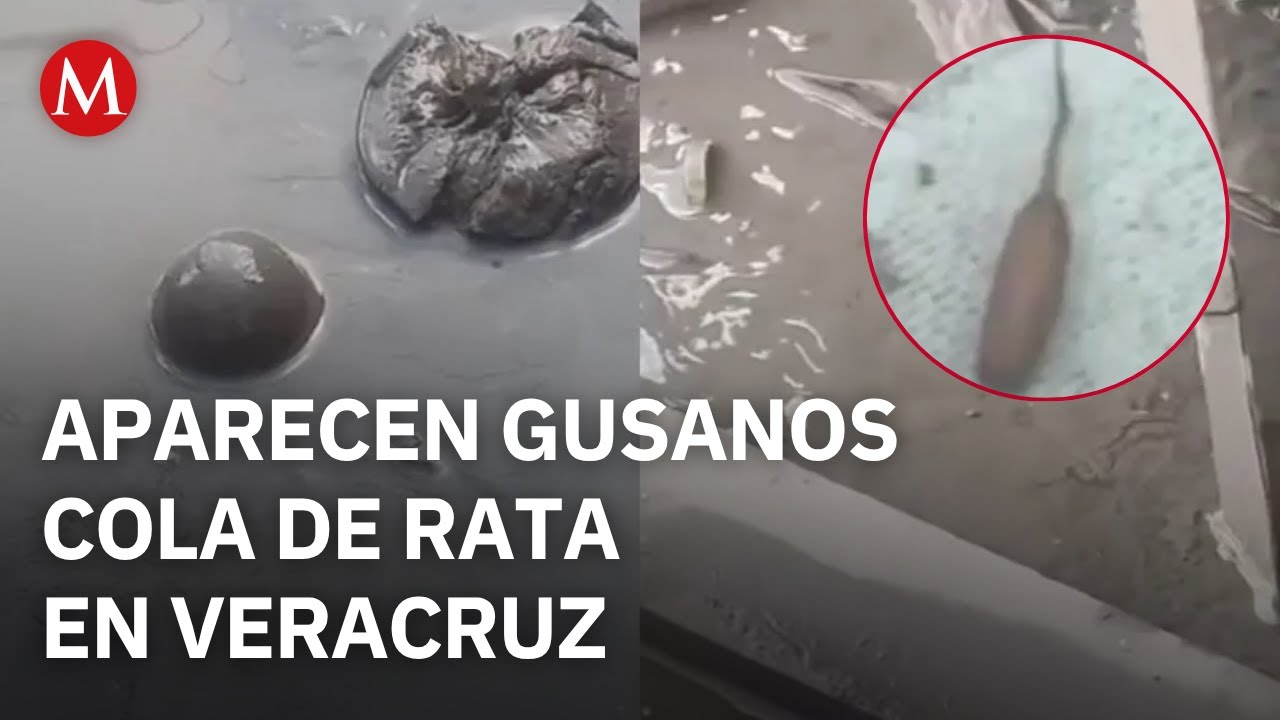 Gusanos cola de rata invaden calles de Veracruz tras inundaciones