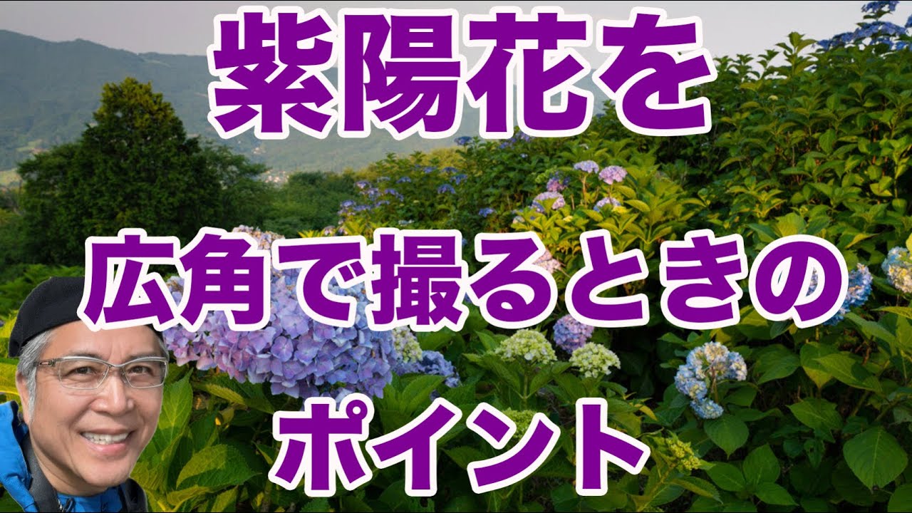 紫陽花を広角で撮るときのポイント