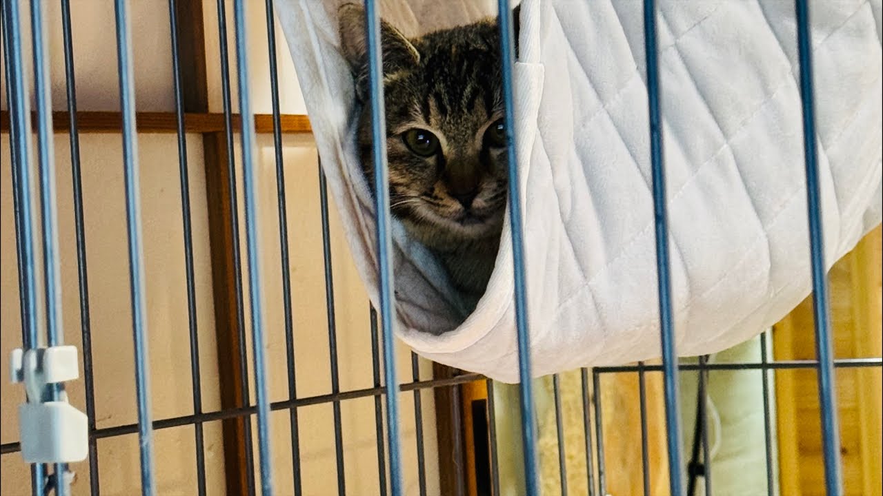 よりパパ【しゃあ猫団 ch.】 がライブ配信中！