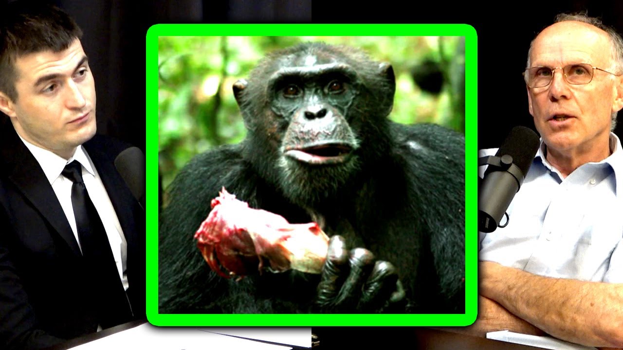 Meat and fire: Main reasons for evolution of modern humans | Richard Wrangham and Lex Fridman