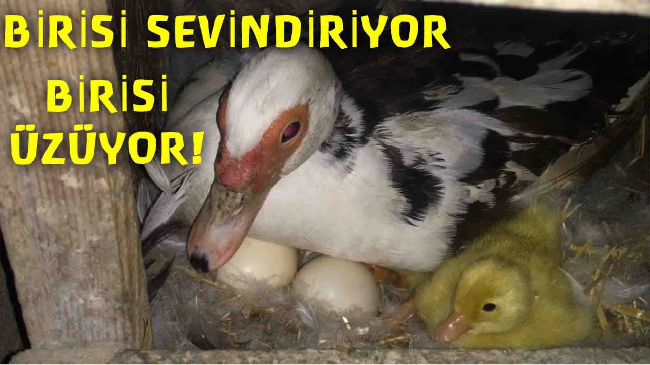ÇİFTLİKTE PSİKOLOJİMİ BOZAN HAYVANLARIM🤯(ANNE ÖRDEK ve YAVRULARI)#yokböylebirhayvan#çiledençıktım