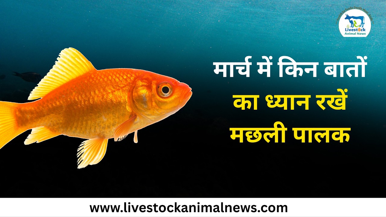 मार्च में किन बातों का ध्यान रखें मछली पालक