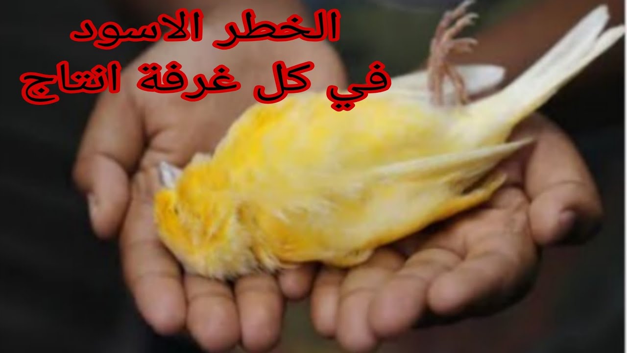 اخطر 3 انواع من البذور كانت السبب في موت الكثير من الطيور احذر منها 