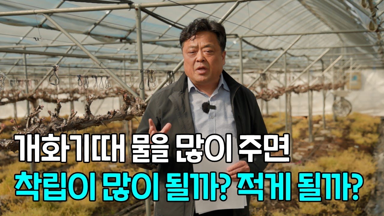 포도 개화기때 물을 많이 주면 착립이 많이 될까? 적게될까?