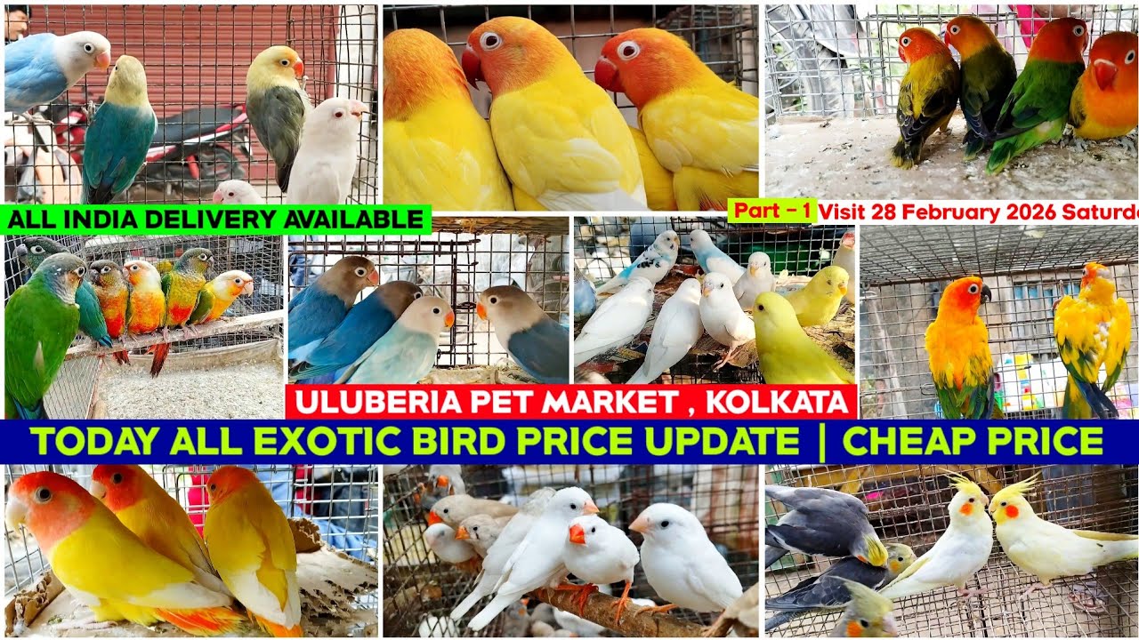 Uluberia Pet Market || Uluberia Bird Market Bird Price | 28/02/2026 || Recent All Exotic Bird Price
