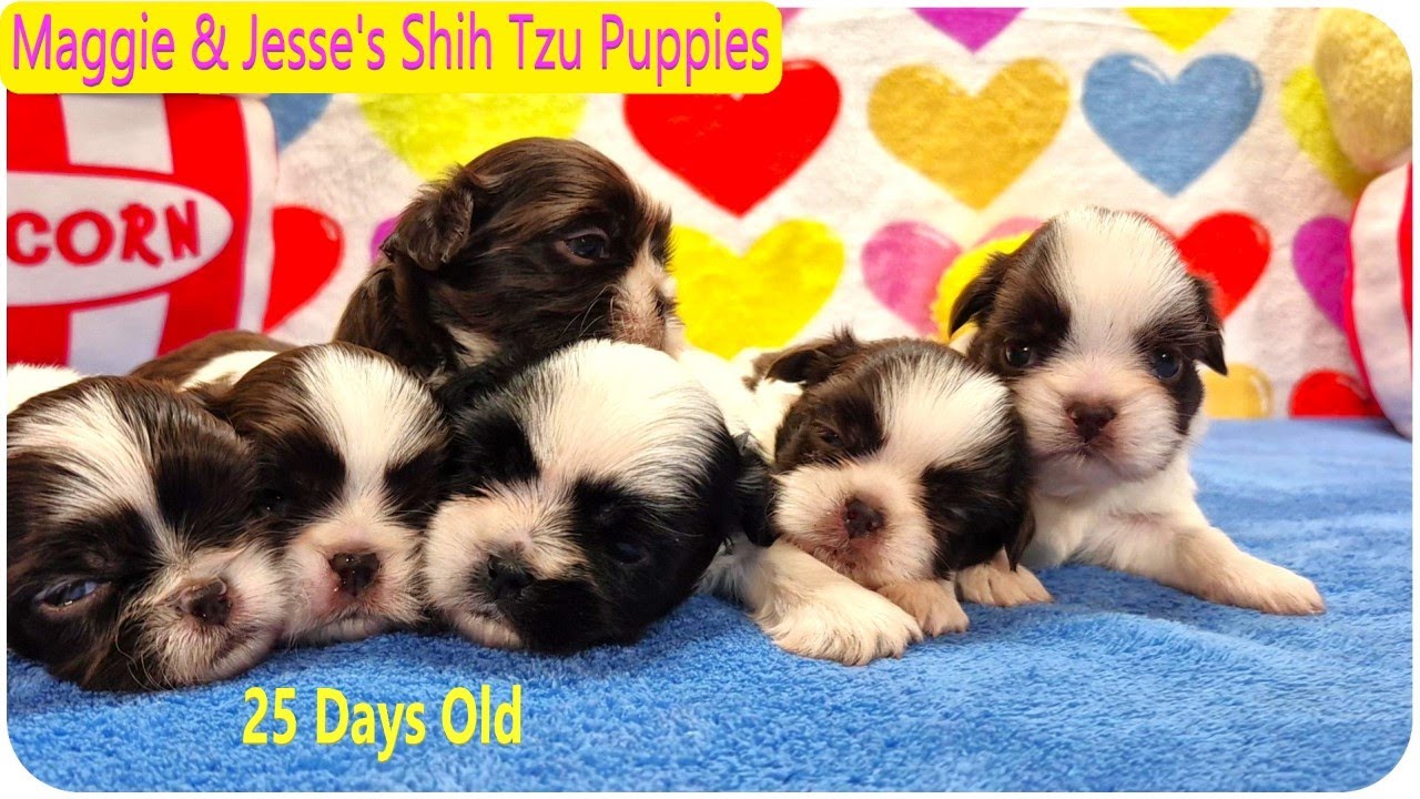 Maggie & Jesse's Shih Tzu Puppies 🐾 25 Days Old!