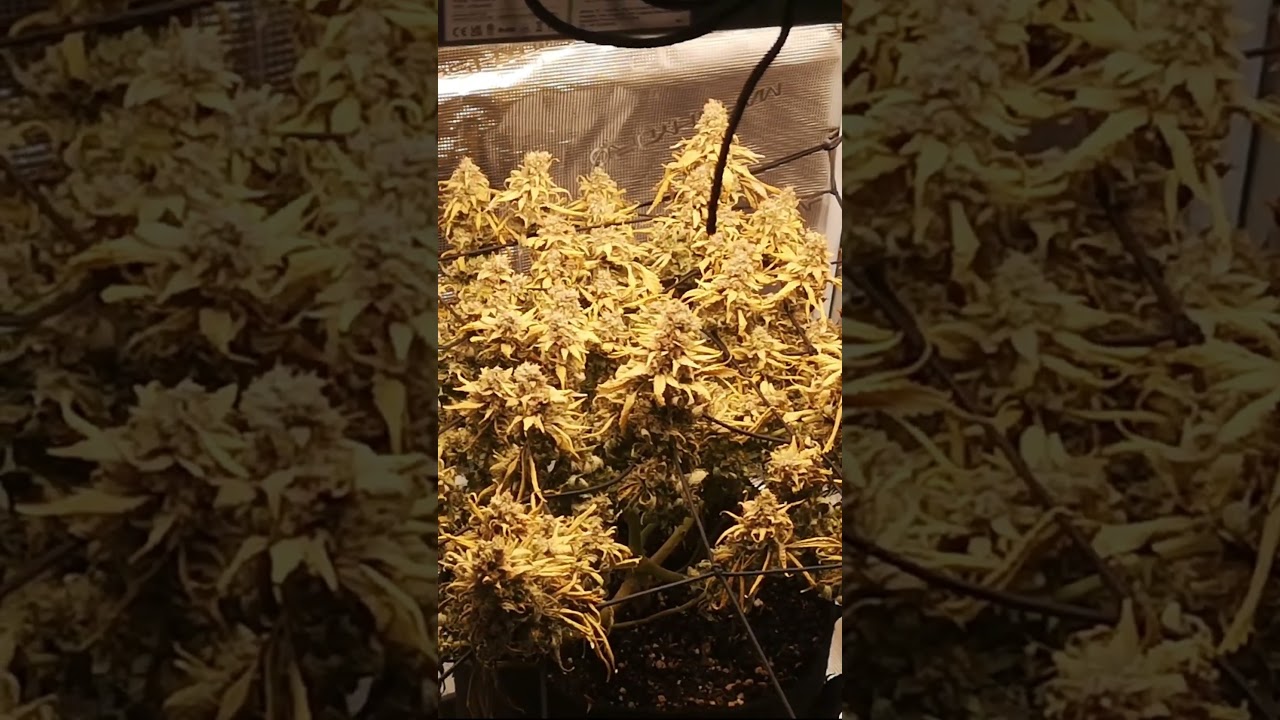 Brunhilde nearly finished? Jamaican Pearl final flower stage!