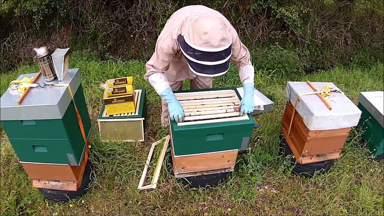 Drone footage of my beehive inspections on the Oil Seed Rape