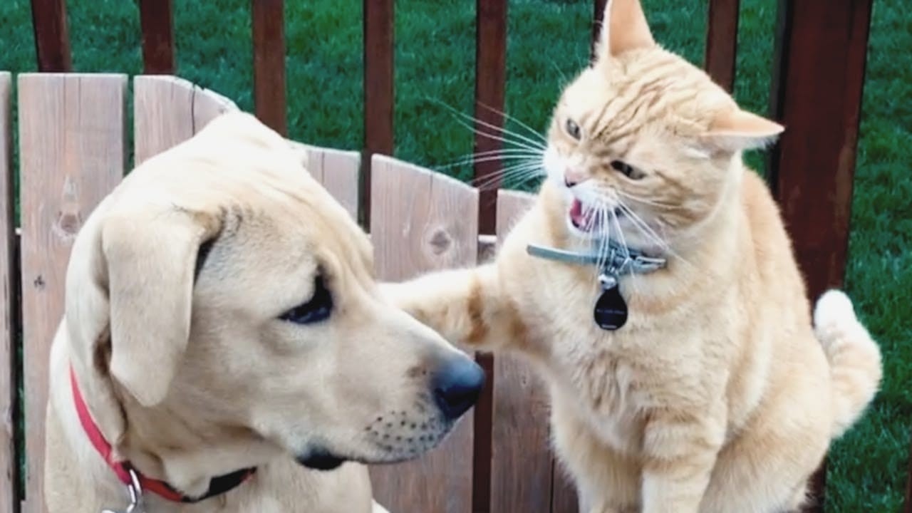 ULTIMATE Cat and Dog Videos 2026 | FUNNIEST Pets