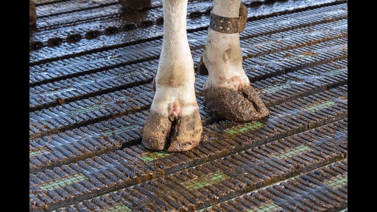 Proflex MeadowFloor-CL koeien in de stal emissiearme rubbervloer