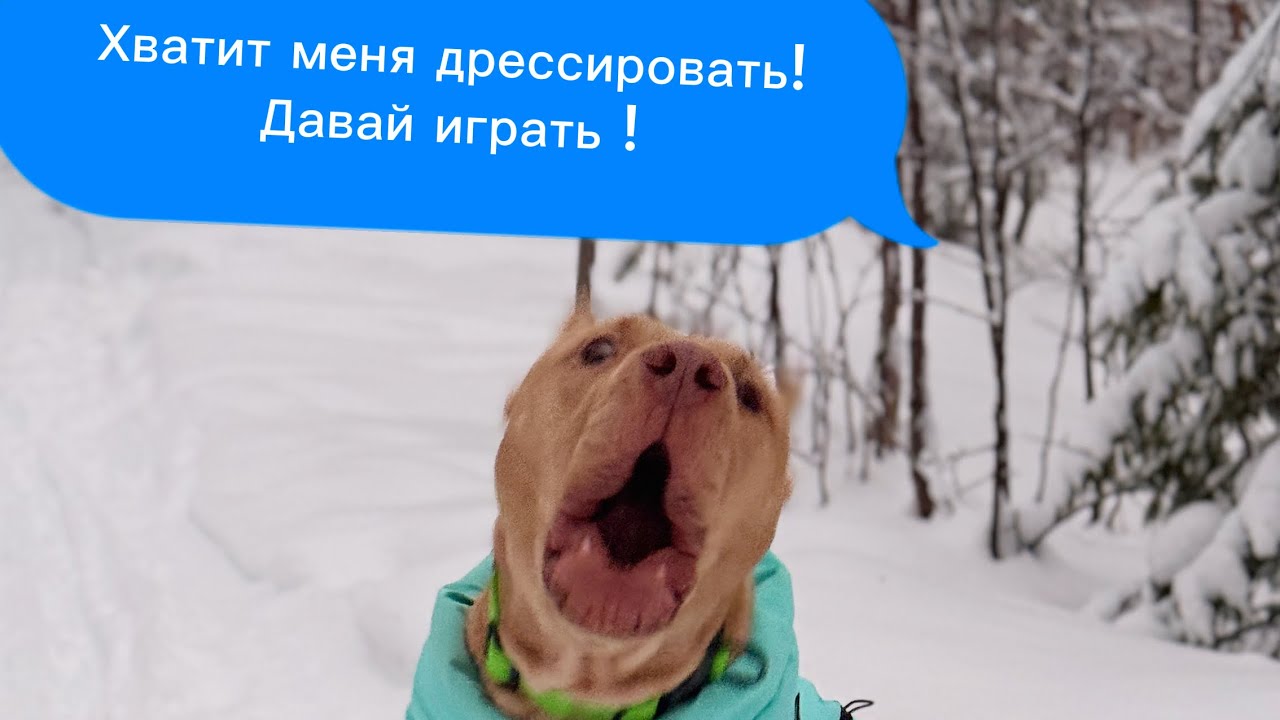 Гуляем/вспоминаем команды с питбулем 