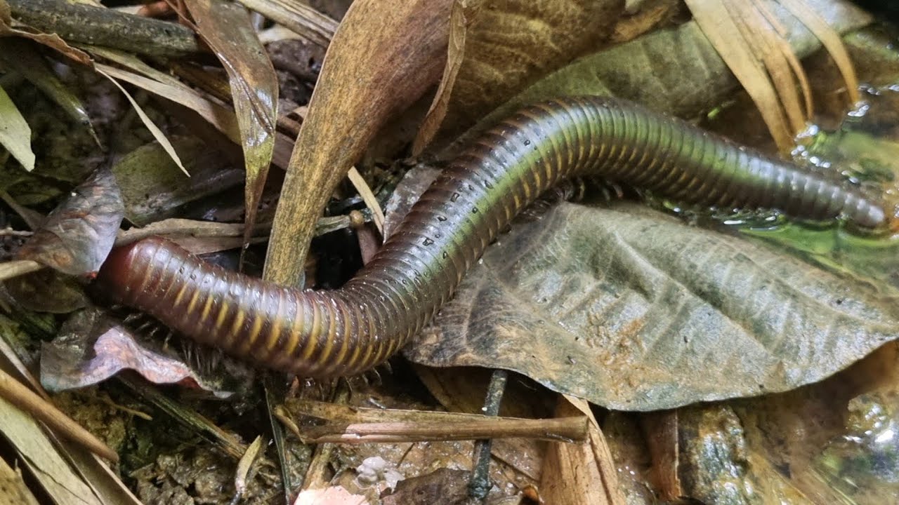 Giant Millipede Crawling Through the Forest Floor