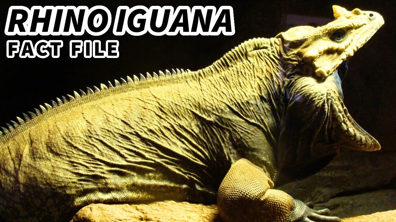 Факты о носороге-игуане: ИГУАНА С РОГОМ 🦏 Файлы с фактами о животных