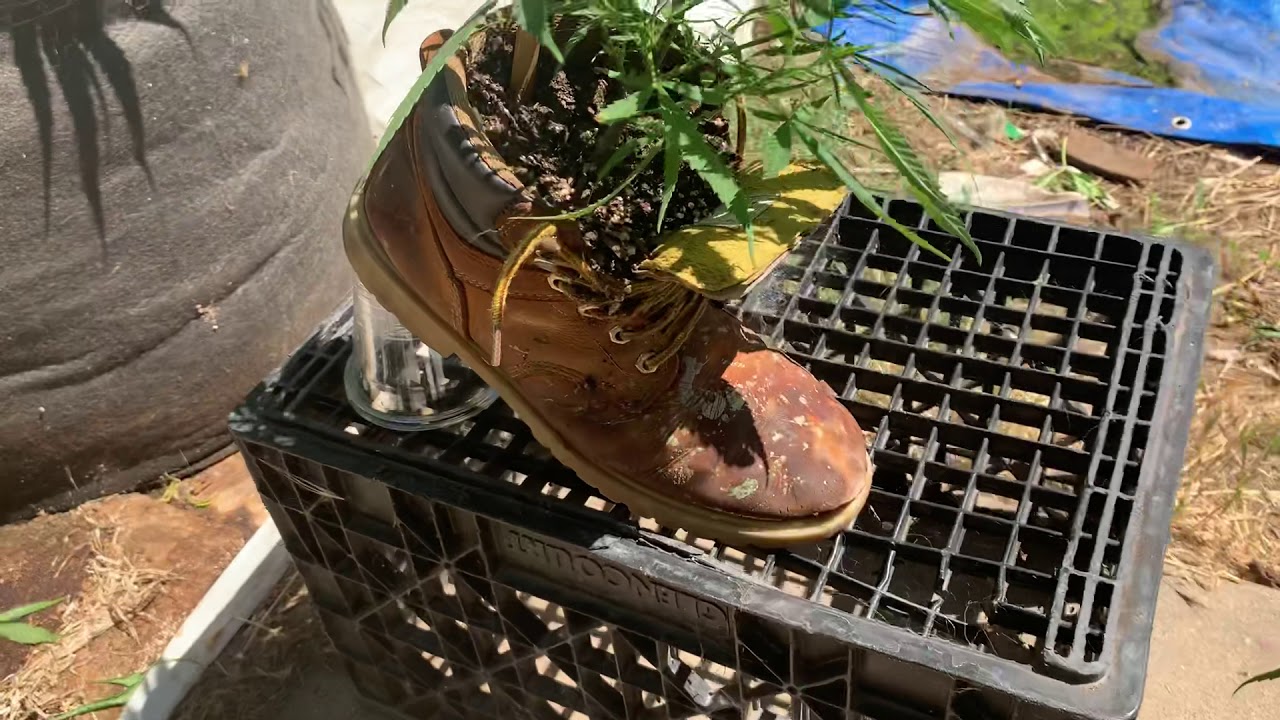 2019 Outdoor Cannabis Grow