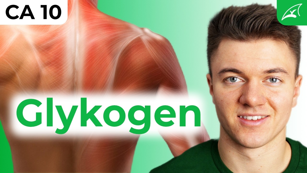 Glykogen: Synthese und Abbau - einfach erklärt! // Wozu brauchen wir Glykogen?