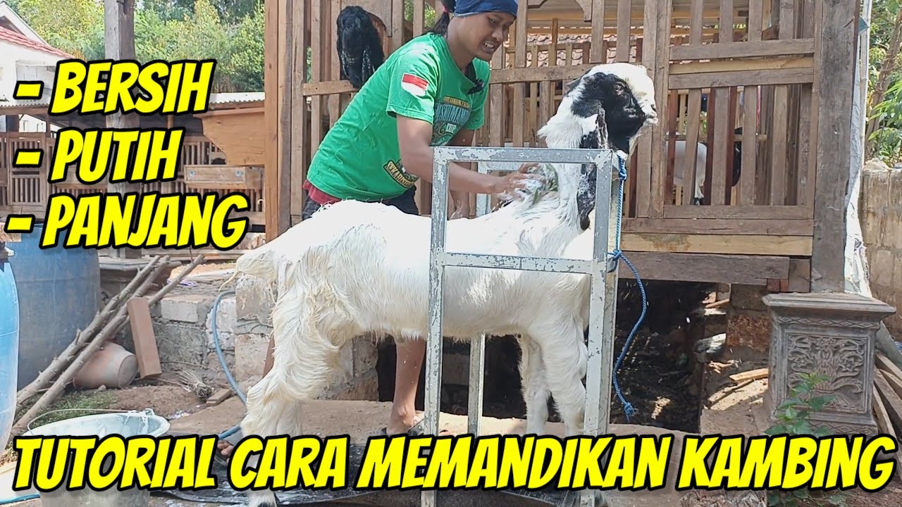 CARA MEMANDIKAN KAMBING DAN MERAWAT BULU AGAR BERSIH DAN PANJANG | DEWA SKY FARM KEDIRI