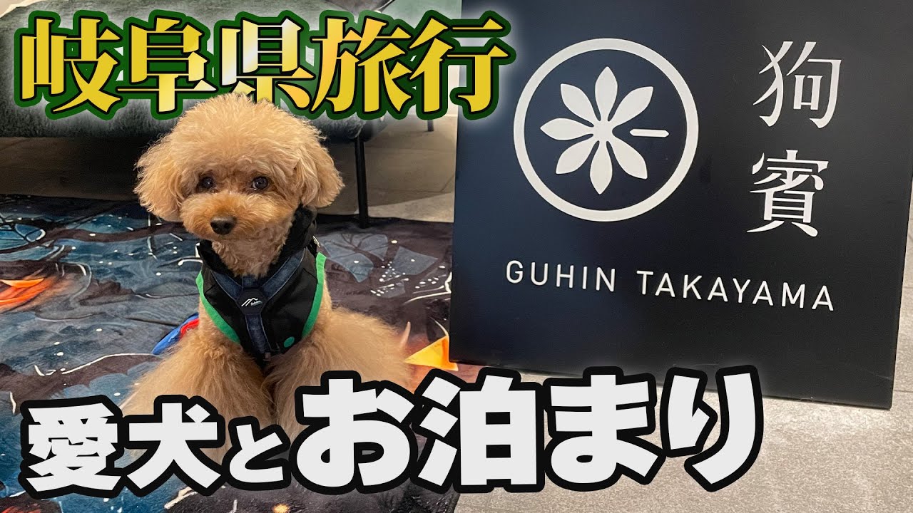 【トイプードルのテト】愛犬お泊まり『狗賓高山』岐阜県旅行2025