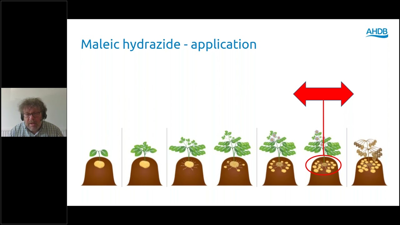 Webinar recording: Maleic Hydrazide: A foundation for potato storage