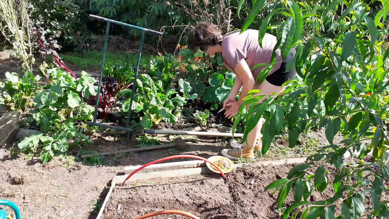 Du jardin à l'assiette : mon jardin est devenu mon frigo !