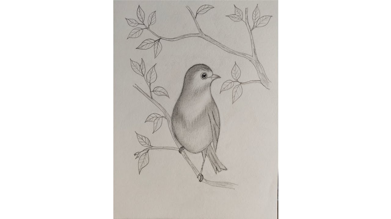 Simple Bird drawing 