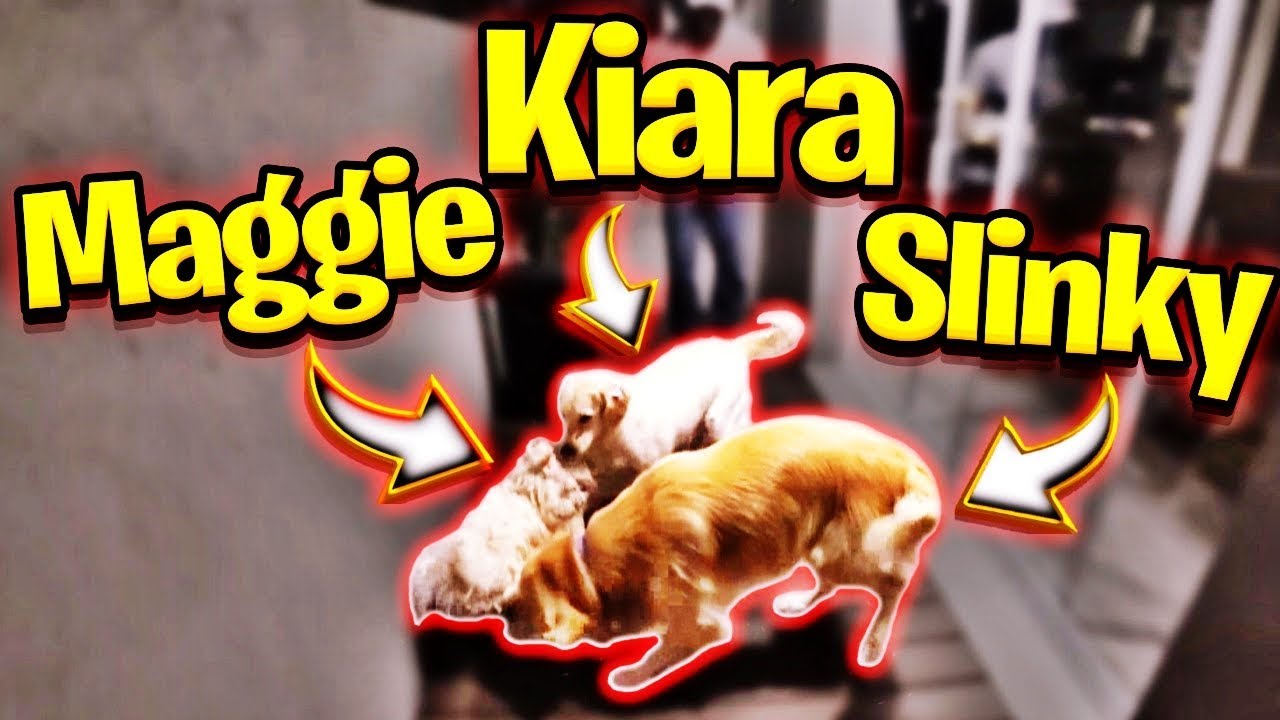 A MAGGIE CONHECEU O SLINKY E A KIARA, FUI SURPREENDIDO!