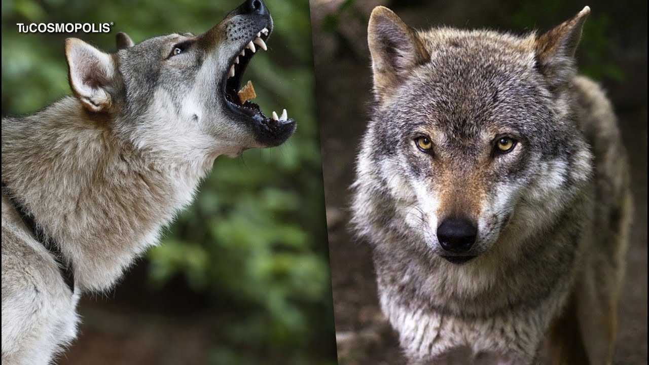 POR QUÉ ES CASI IMPOSIBLE TENER UN UN LOBO DE MASCOTA? DOCUMENTAL