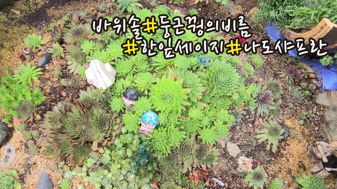 #바위솔#둥근꿩의비름#한잎세이지#나도샤프란