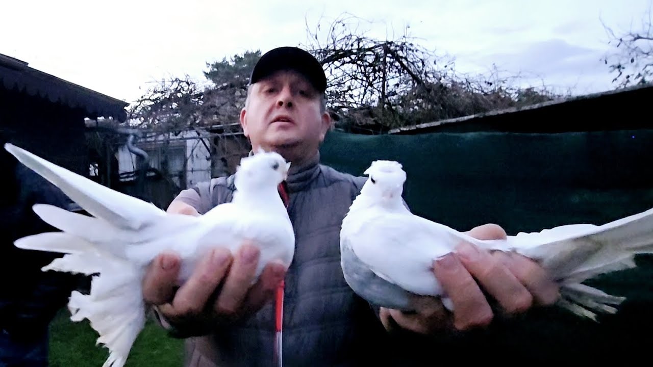 +49 1791377337 Узбекские Голуби Андрея в Германии 