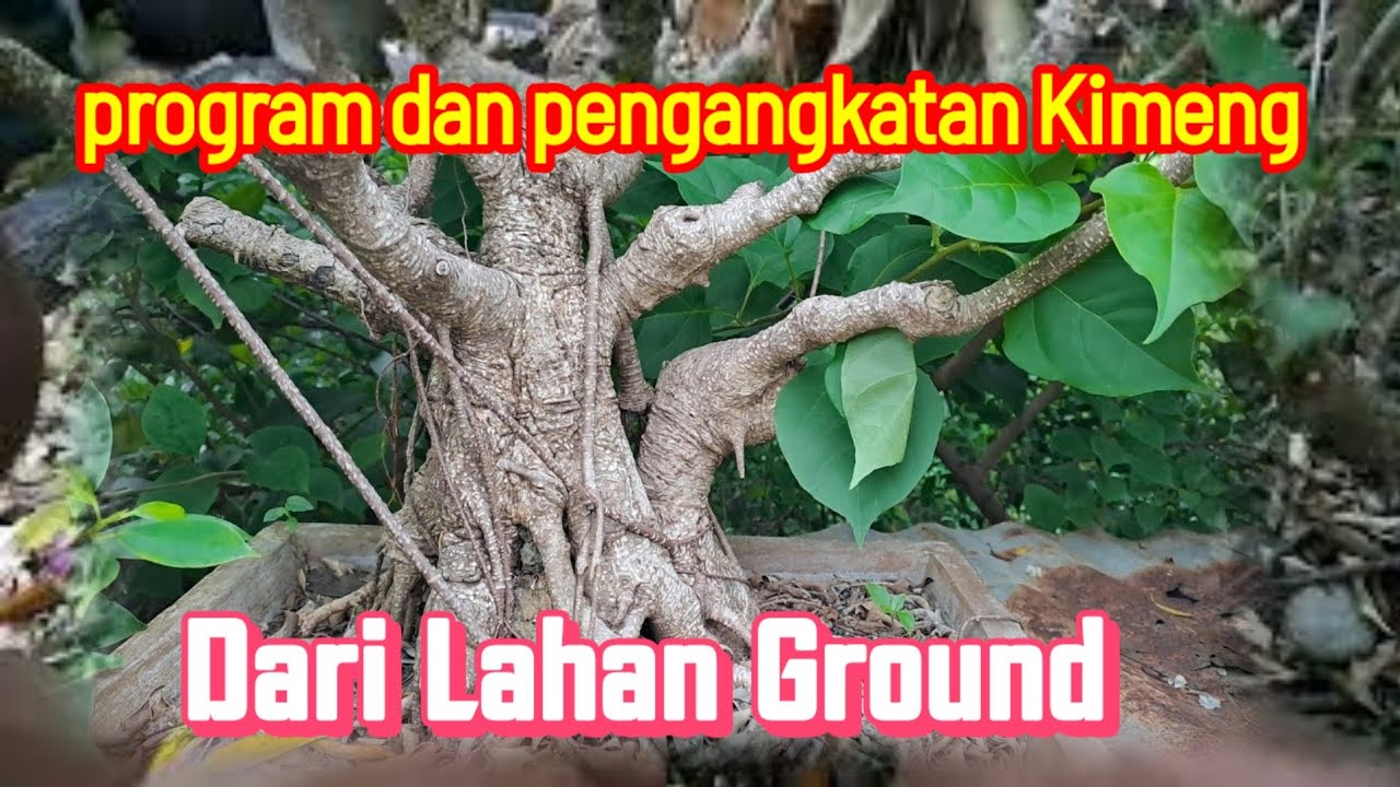 Bonsai kimeng dan ikan Koi,program pengangkatan dari lahan ground 