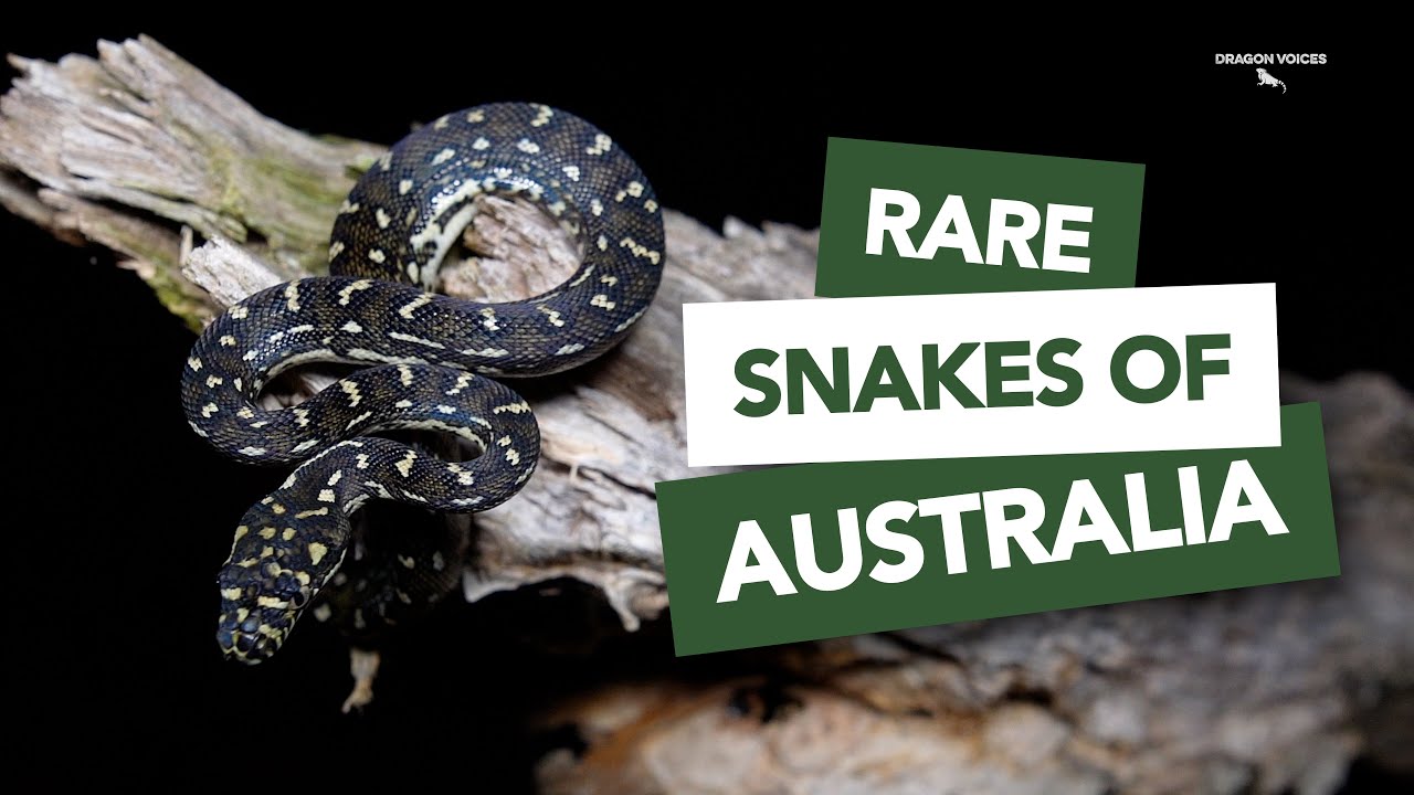 Herping Adventures: Death Adders & MORE on Final Day in NSW, Australia