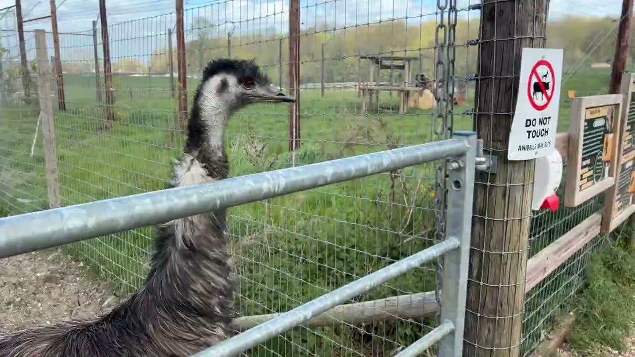 Johnson&rsquo;s Zoo / Johnson&rsquo;s of Old Hurst, April 2026