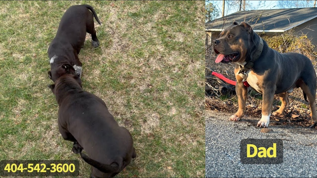 Два американских бульдога (самца)! 🔥❤️