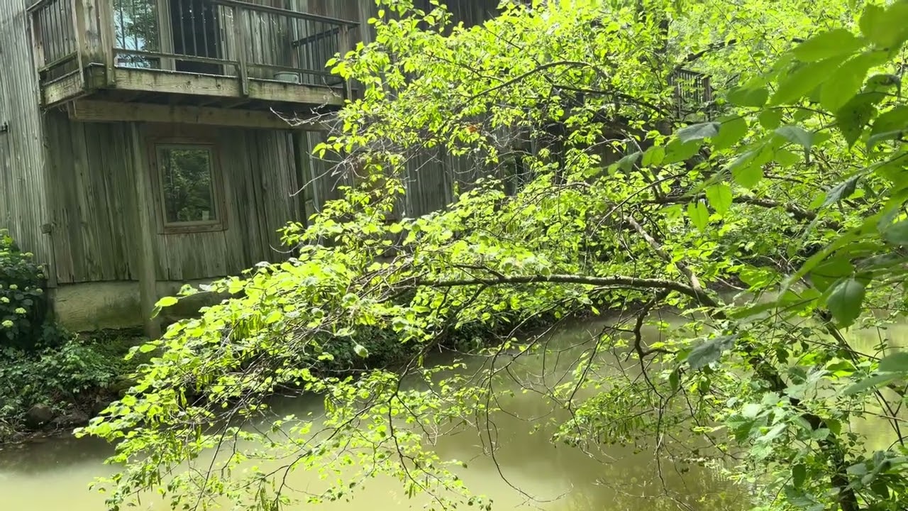 Bears Mill tour