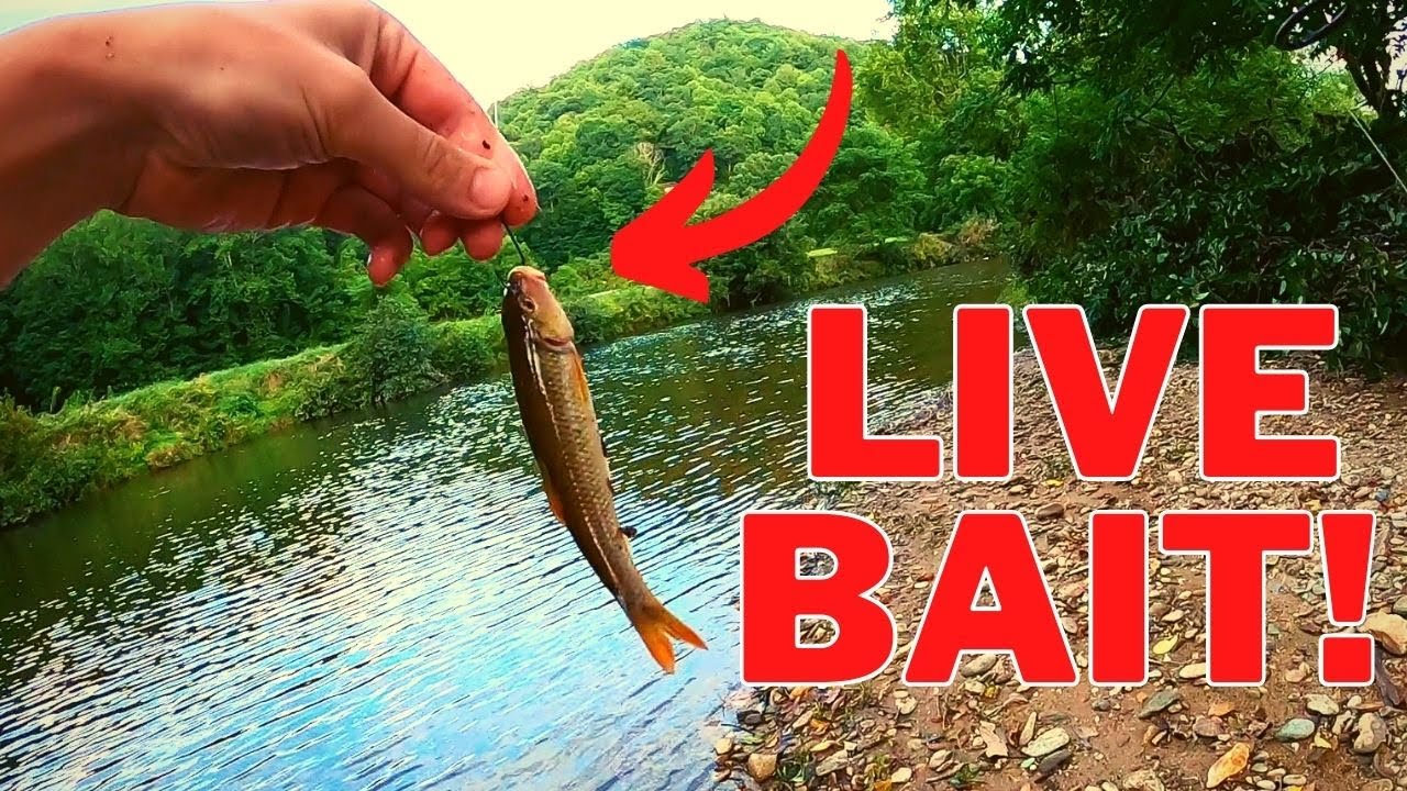 Bass Fishing a Creek with LIVE BAIT (Creek Chubs)