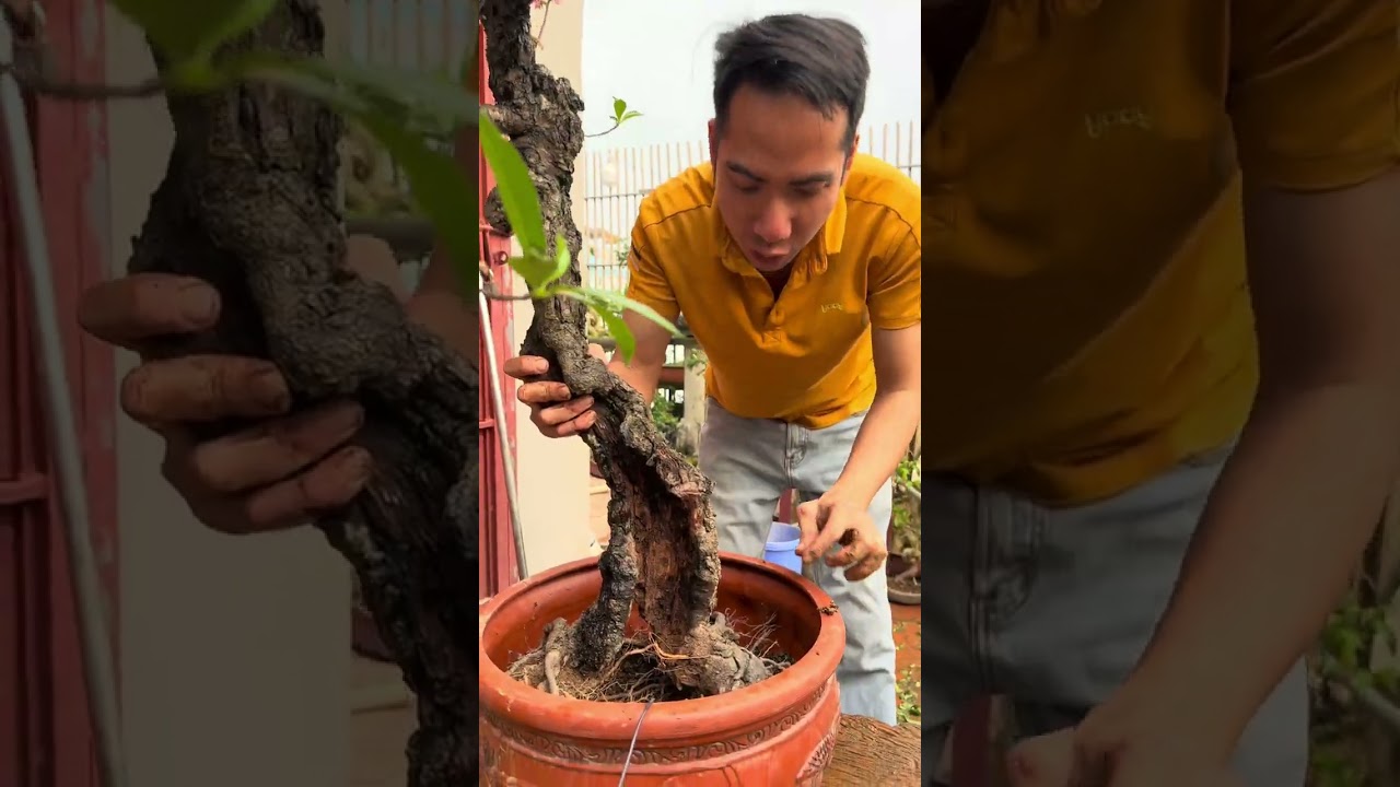 Xin được cây đào mục thân nhưng cực đẹp mọi người ạ - Phiêu Du Bonsai