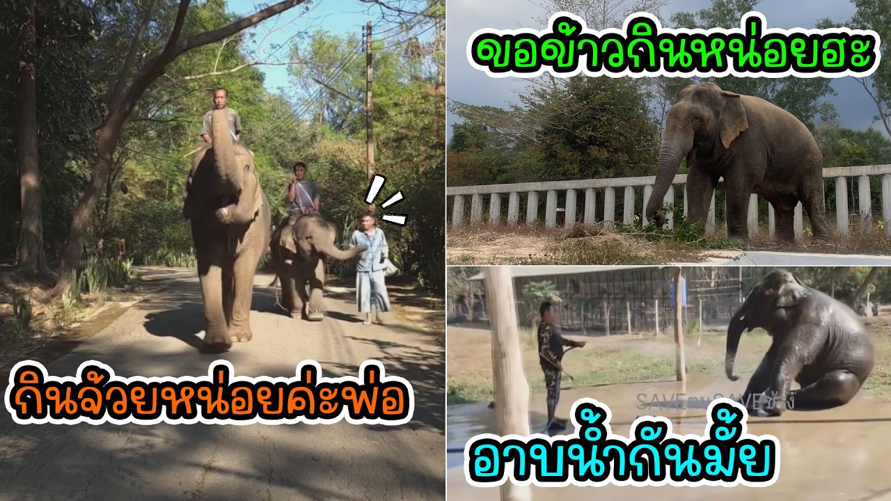 ส้มจุกม่ีนา เดินลดหุ่นกับยายยมแต่ยังจกกล้วยอยู่ /นุดเลือกให้แก้วครับ /มาอบน้ำกันเถอะ