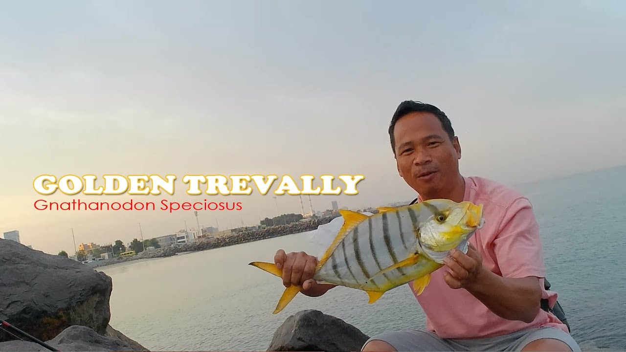 Golden Trevally (Gnathanodon Speciosus)