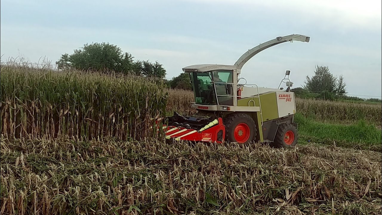 PASTONE 2023 |Claas Jaguar 840+Olimac Drago 6 file|Fendt 313|211|820|Zaccaria Trailers