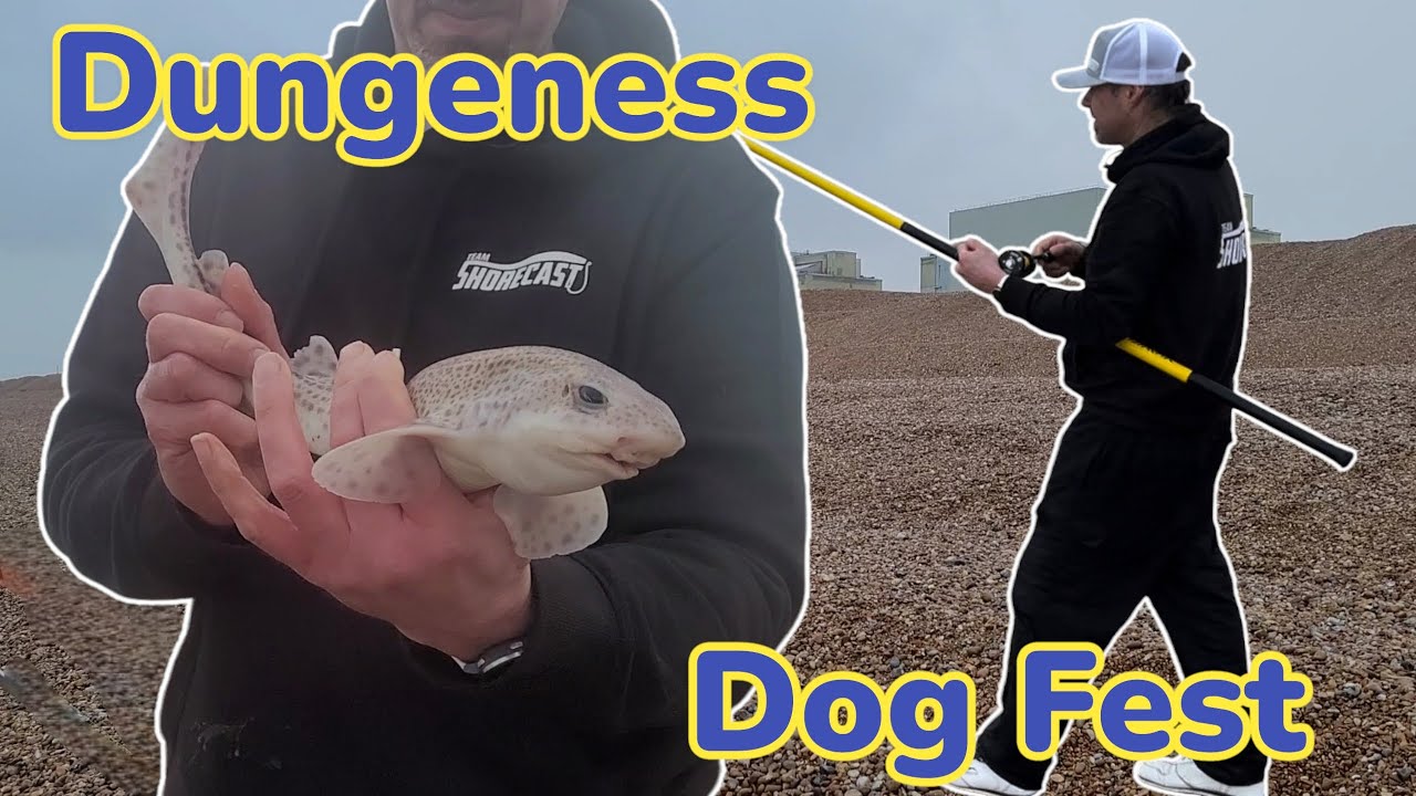 UK sea fishing for Bass and Dab trying to avoid Dogfish