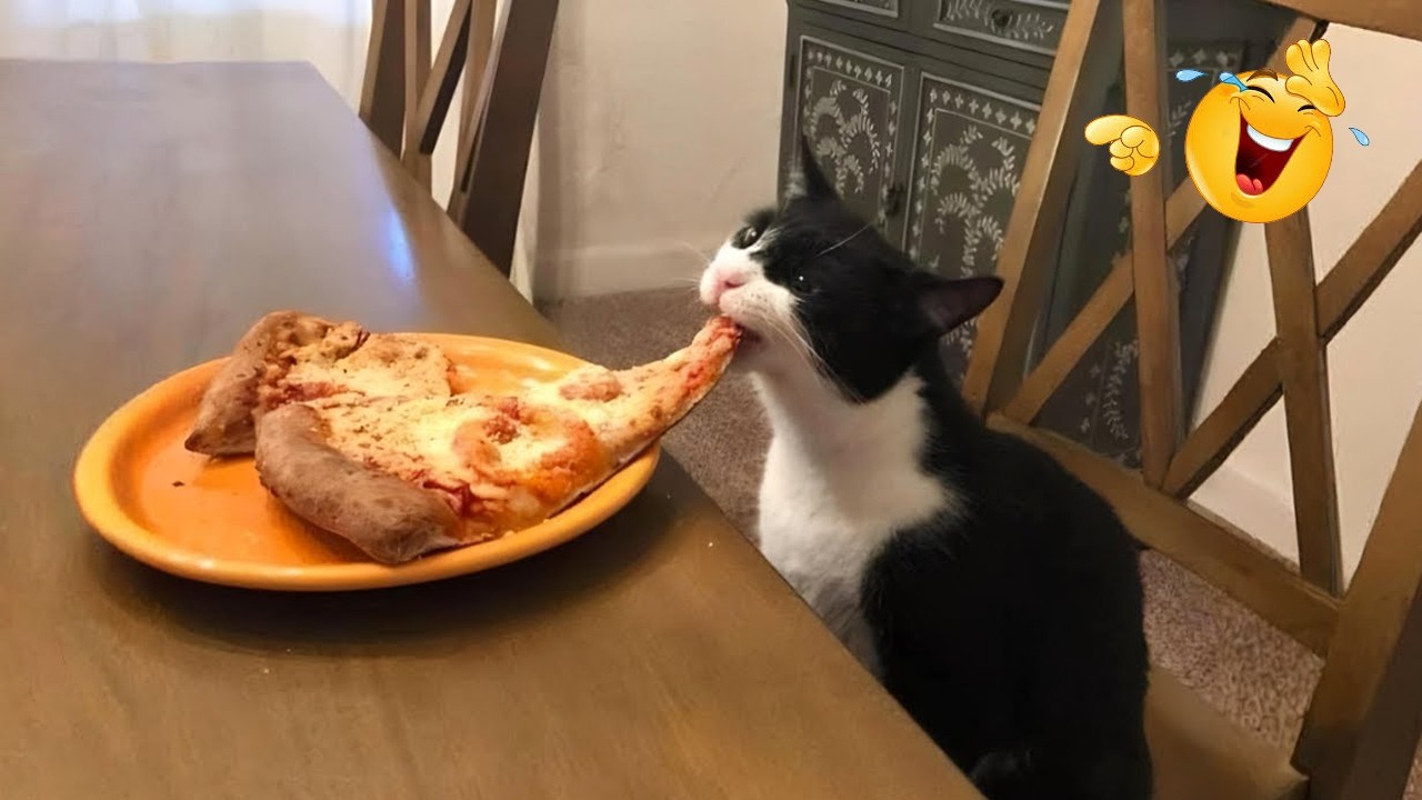 When God Creates the Funniest Cat Ever 😂 Funny Cat Videos 2026