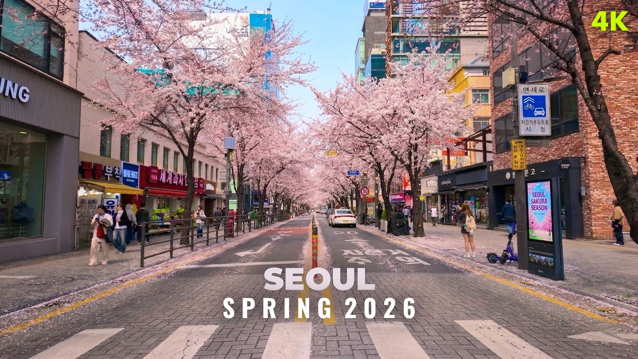 Seoul Cherry Blossom Walk 2026: Spring in Sinchon 🌸 | 4K HDR