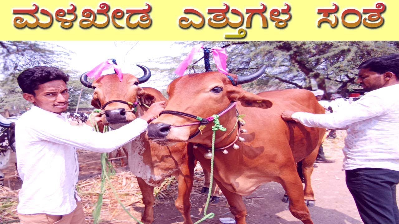 10-03-2026 Malakheda Ethugala Santhe | Ox Market | Cattle Market | Bullocks | ಮಳಖೇಡ ಎತ್ತುಗಳ ಸಂತೆ 