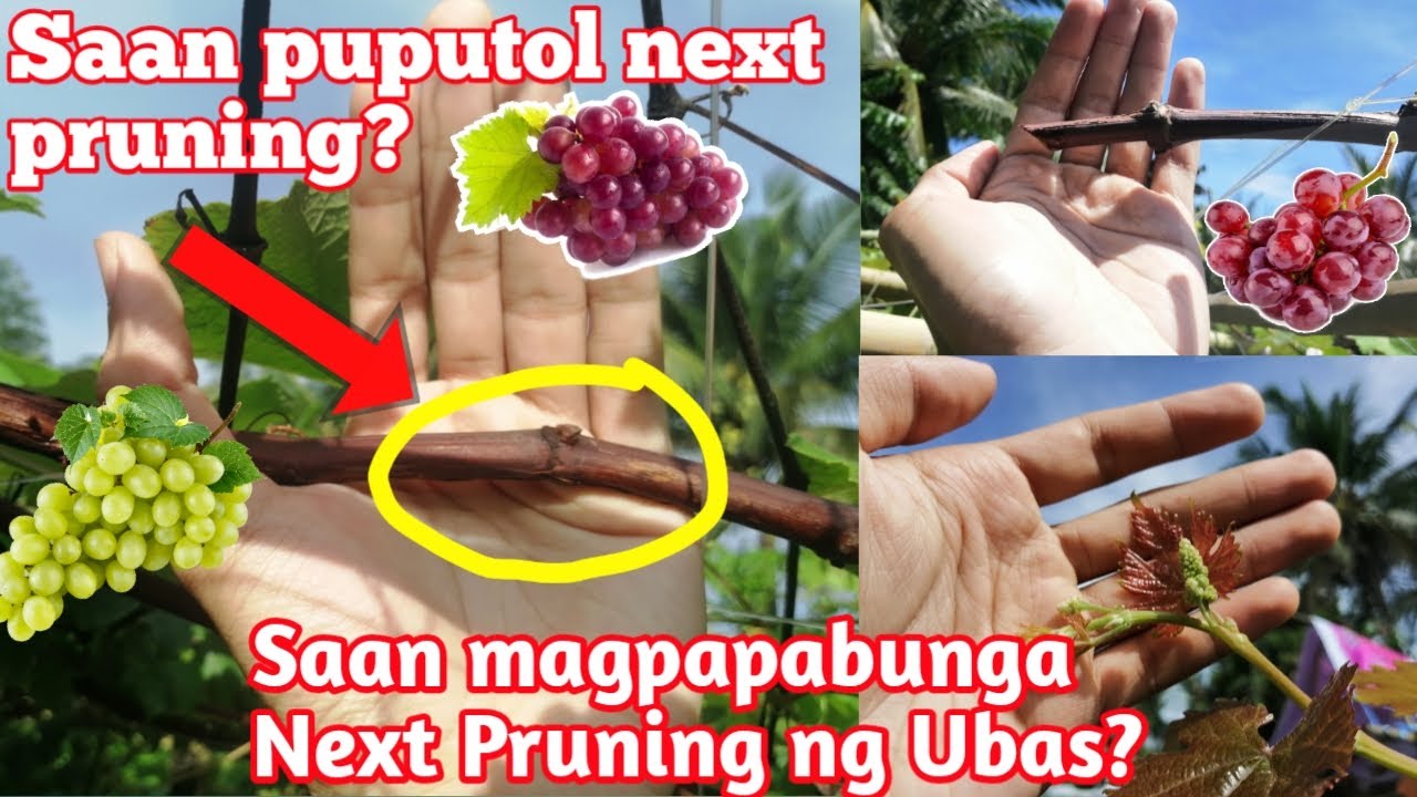 Paano mag Pruning at magpabunga ng Ubas | Saan ang putol Next pruning o Harvest