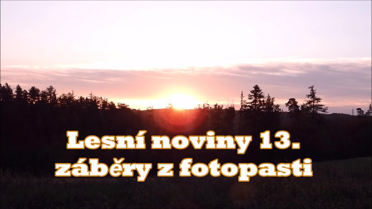 Lesn&iacute; noviny 13. - Z&aacute;běry z fotopasti, Forest newspaper 13. -  Footage from a trail camera.