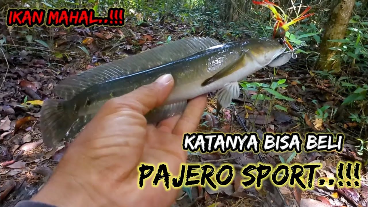 casting ikan runtuk dan chana maru