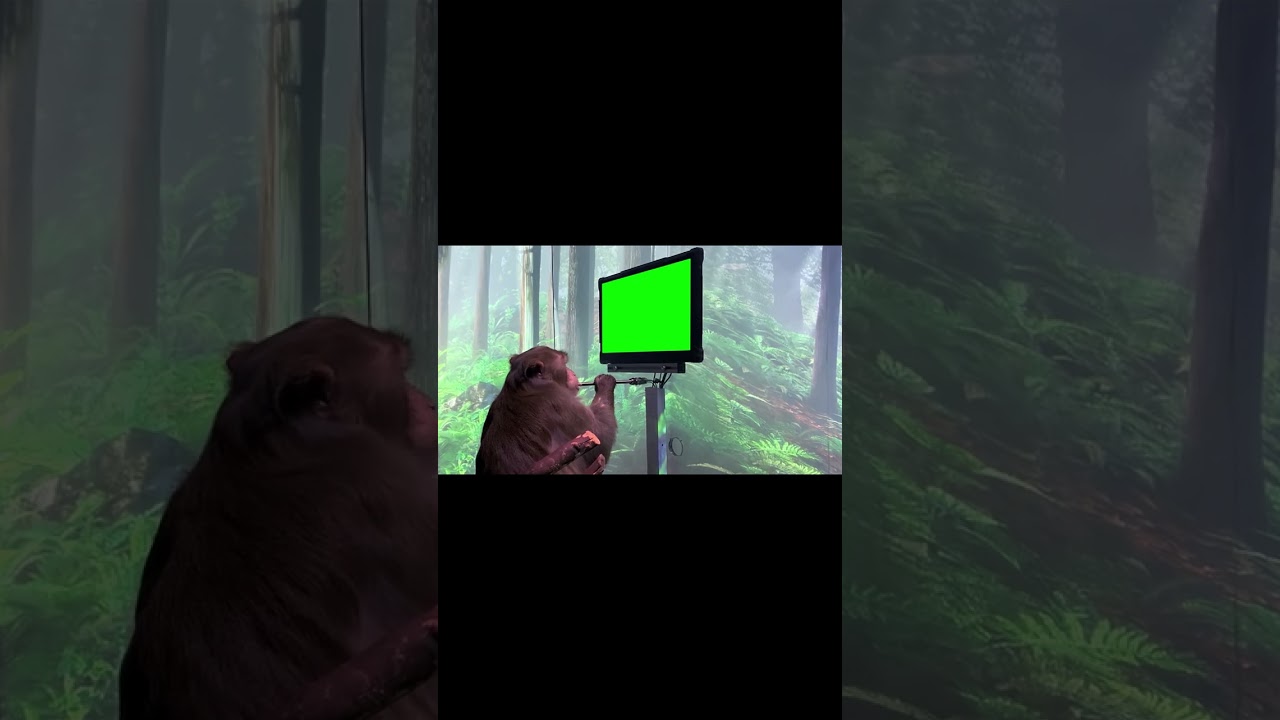Neuralink Monkey Gaming - Green Screen