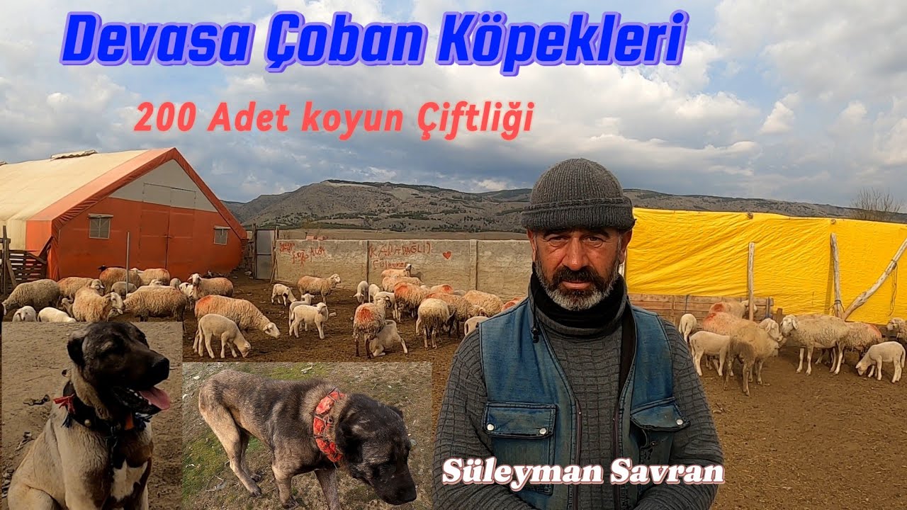 ANADOLU ÇOBAN KÖPEĞİ YETİŞTİRİYOR - 200 ADET KOYUN ÇİFTLİĞİ #hayvancılık #çiftlik #çobanköpeği