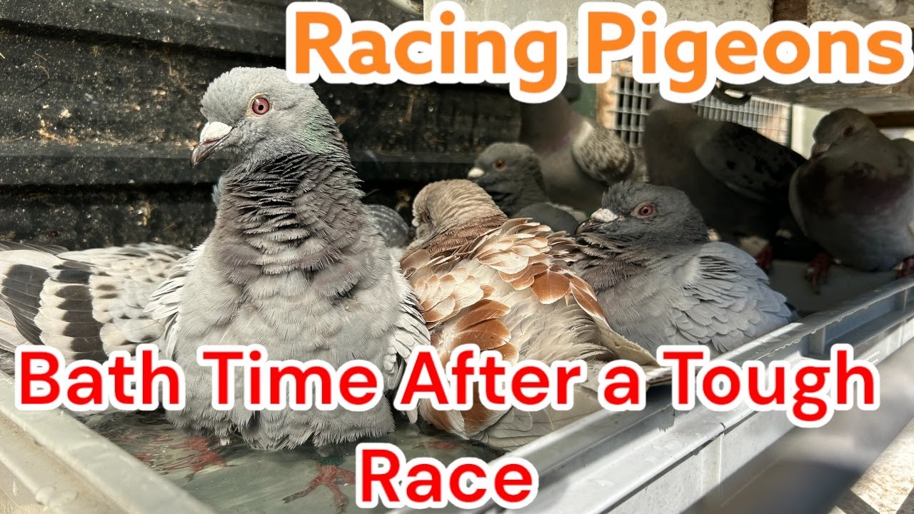 Racing Pigeon Recovery 🕊️ Bath Time After a Tough Race🛁
