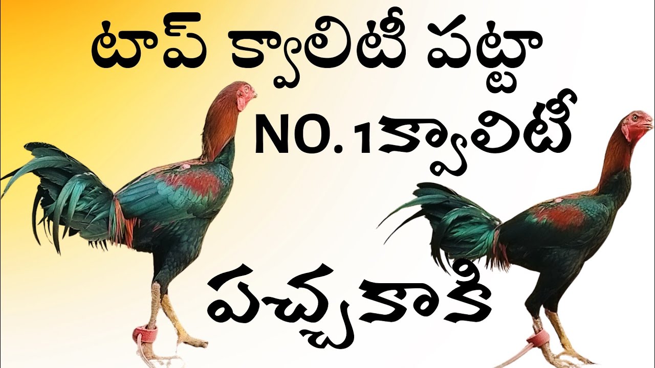 టాప్ క్వాలిటీ పట్టా పుంజు #95059 11107 #khrfarms #bhimavaram #richvatam 