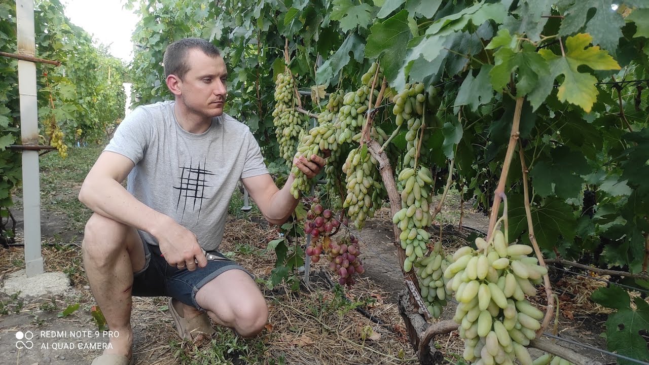 Виноград Бананчик розовый, Купидон, Ламборджини и Аватар на 27.08.2024